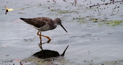 Close up of bird feasting on flies Stock Footage 168995063