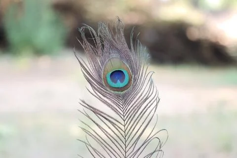 Close-up of bird feather, peacock Stock Photos