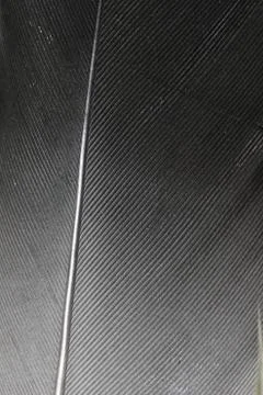 Close-Up of a bird feather Stock Photos