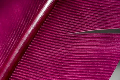 Close up Bird feather with red light. Beautiful background texture. Macro pho Stock Photos