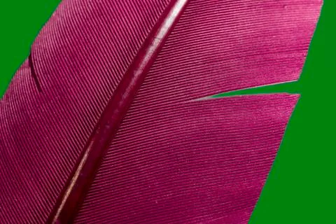 Close up Bird feather with red light. Beautiful background texture. Macro pho Stock Photos