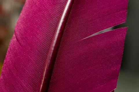 Close up Bird feather with red light. Beautiful background texture. Macro pho Stock Photos