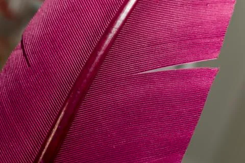 Close up Bird feather with red light. Beautiful background texture. Macro pho Stock Photos
