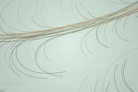 Close-up of bird feather with soft background Stock Illustration