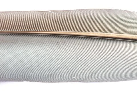 Close up Bird feather texture Foto stock
