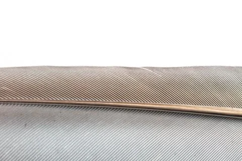 Close up Bird feather texture Foto stock