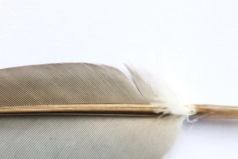 Close up Bird feather texture Stock Photos
