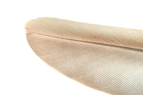 Close up Bird feather texture 스톡 사진