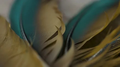Close Up Of Bird Feathers - Feather Of Macaw Close Up - macro shot Stock Footage 152873154