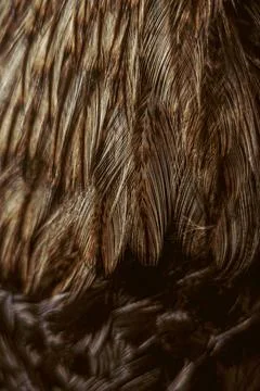 Close-up of bird feathers texture chicken Stock Photos