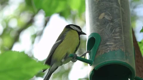 Close up of bird feeder with birds flying to pick sunflower seeds Stock Footage 252010751