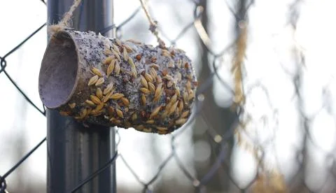 Close-up of a bird feeder made from a roll of toilet paper Stock Photos