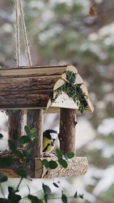 Close up of bird feeder with titmouse on winter Stock Footage 231324236