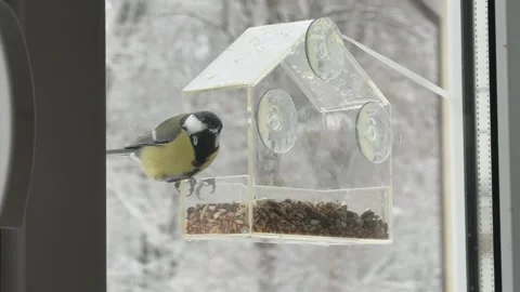 Close Up Bird Feeding On Window Feeder Cozy Hygge Winter Morning At Home Stock Footage 347984069