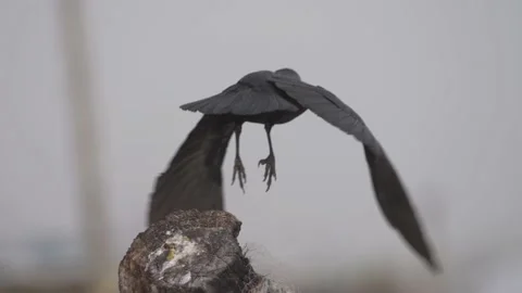 Close up bird flying after perched Video stock 145109588