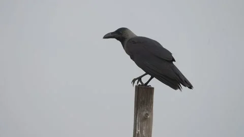 Close up bird flying after perched Stock Footage 145109772
