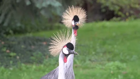 A close up of a bird Stock Footage 131958299