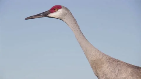 A close up of a bird Stock Footage 155356358