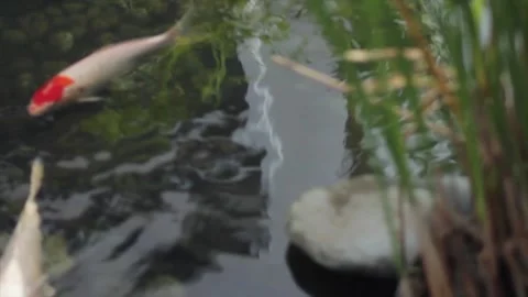 A close up of a bird Video stock 155356403