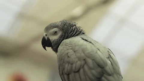 A close up of a bird Stock Footage 155356496
