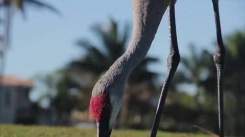 A close up of a bird Video stock 155356543