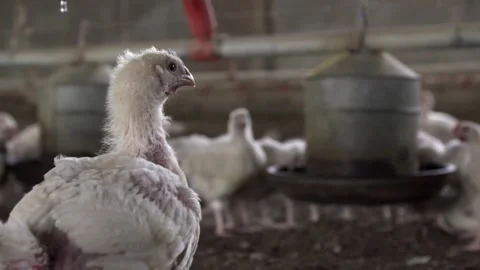 A close up of a bird Stock Footage 155357468