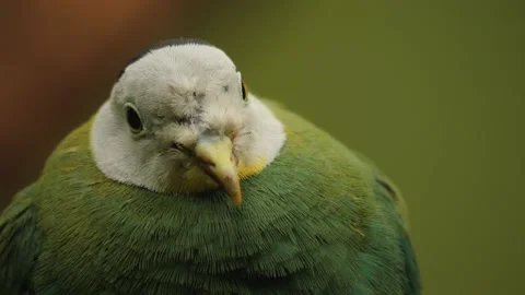 Close up bird head Stock Footage 238950621