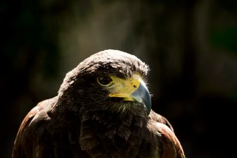 Close up of a bird head.  Stock Photos
