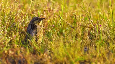 "Close-Up of Bird in its Natural Environment" Stock Footage 290101312