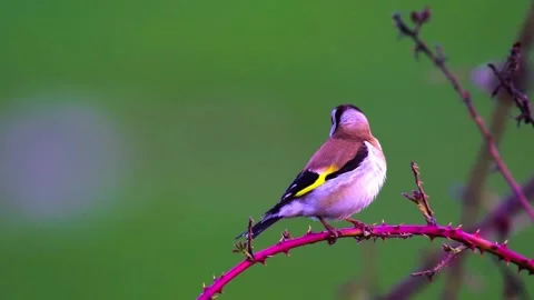 "Close-Up of Bird in its Natural Environment" Stock Footage 290101345