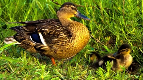 "Close-Up of Bird in its Natural Environment" Stock Footage 290101350