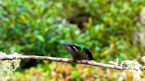 "Close-Up of Bird in its Natural Environment" Stock Footage 290101357