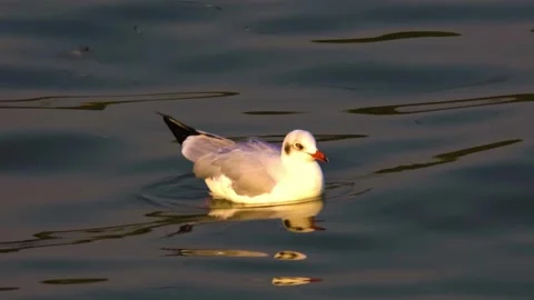 "Close-Up of Bird in its Natural Environment" Stock Footage 290101975