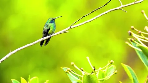 "Close-Up of Bird in its Natural Environment" Stock Footage 290101985