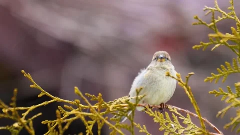 "Close-Up of Bird in its Natural Environment" Stock Footage 290102103