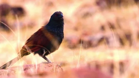"Close-Up of Bird in its Natural Environment" Stock Footage 290102235