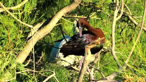 "Close-Up of Bird in its Natural Environment" Stock Footage 290102290