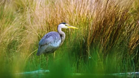 "Close-Up of Bird in its Natural Environment" Stock Footage 290102297