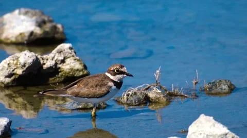 "Close-Up of Bird in its Natural Environment" Stock Footage 290106139