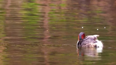 "Close-Up of Bird in its Natural Environment" Stock Footage 290106140