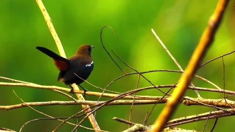 "Close-Up of Bird in its Natural Environment" Stock Footage 290106239
