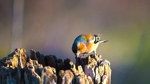 "Close-Up of Bird in its Natural Environment" Stock Footage 290106288