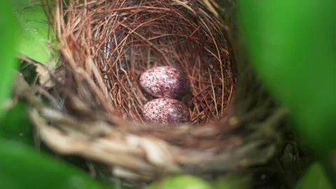 Close-Up of Bird Nest with Speckled Eggs in Natural Green Foliage Video stock 334668149