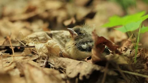 Close-up of bird nestling cheeping in spring forest - blur background Stock Footage 75054371