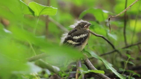 Close-up of bird nestling in spring forest - rack focus Stock Footage 75587015