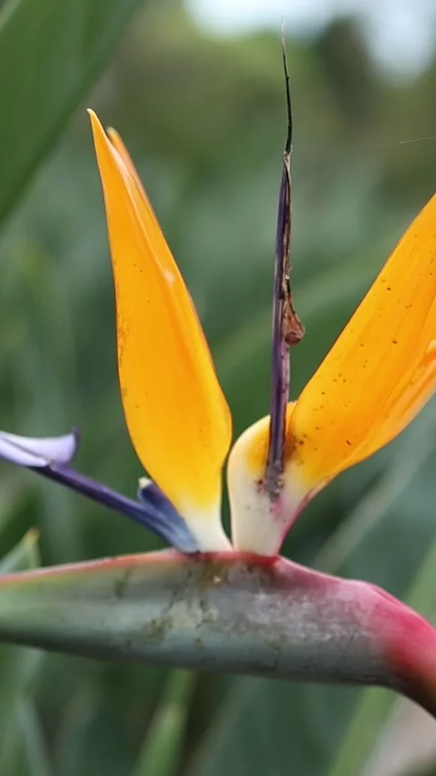 Close-up of a bird of paradise flower blowing in the wind Stockbeeldmateriaal 336307641