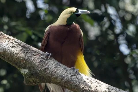 Close up of a bird of paradise Stock-Fotos