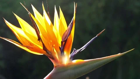 Close up of the Bird of Paradise, Strelitzia yellow flower Stock Footage 80647334