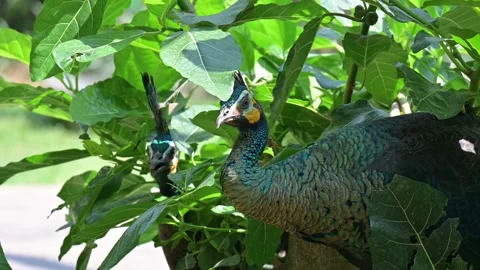 Close bird peacock 스톡 동영상 265426031