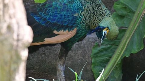 Close up bird peacock 스톡 동영상 265431702